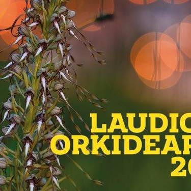 Arrañoko Orkidea Basatiak III. Jardunaldiak
