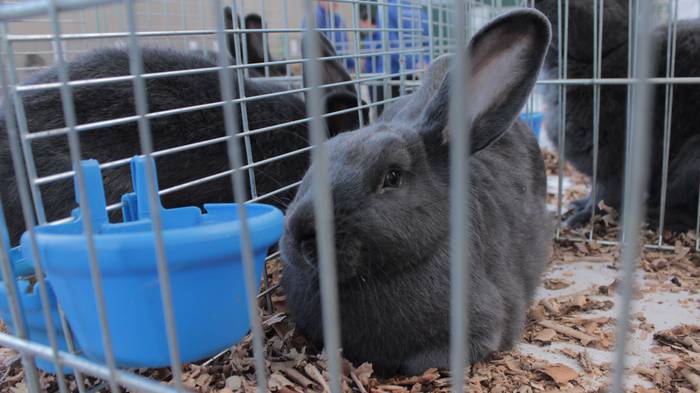 Abere eta trikitixa doinuak  11 1507484617737