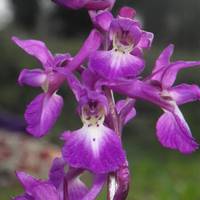 Amurrioko orkideen ibilbidea