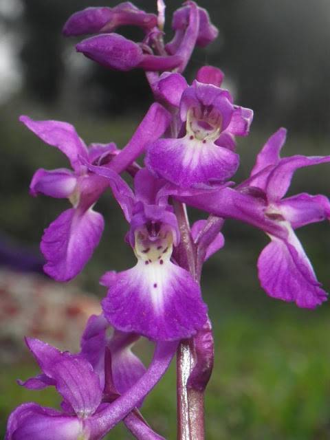 Amurrioko orkideen ibilbidea