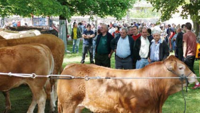  Asteburu honetan XII.Abere eta Nekazaritza Azoka eta Euskadiko 8. Ganadu Txarolesaren Txapelketa izango dira