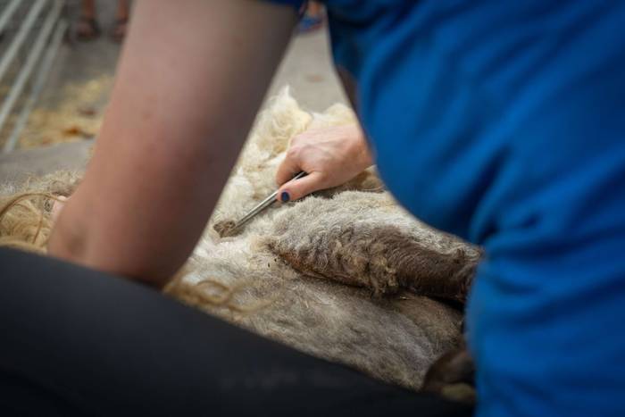 San Roke inguruan eman diete 11 1755434193686