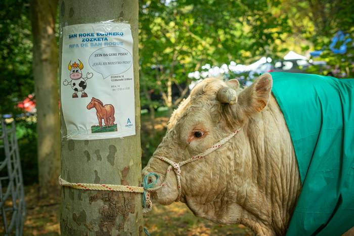 San Rokeko zelaiak bilakatu  31 1755350488811