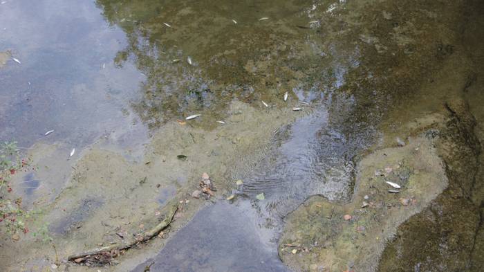 Nerbioi Ibaian hildako arrai 11 1505476522554