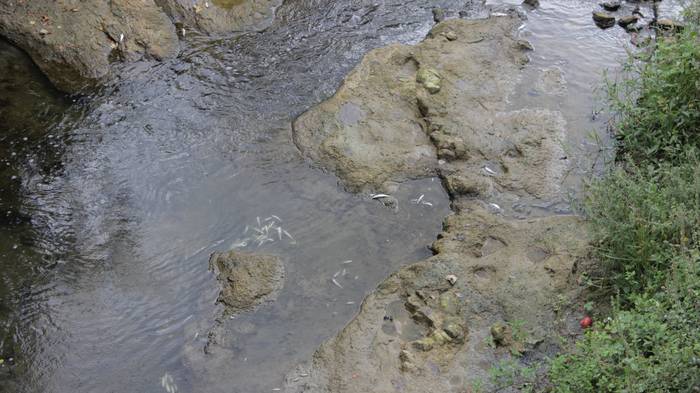 Nerbioi Ibaian hildako arrai 1 1505476168961