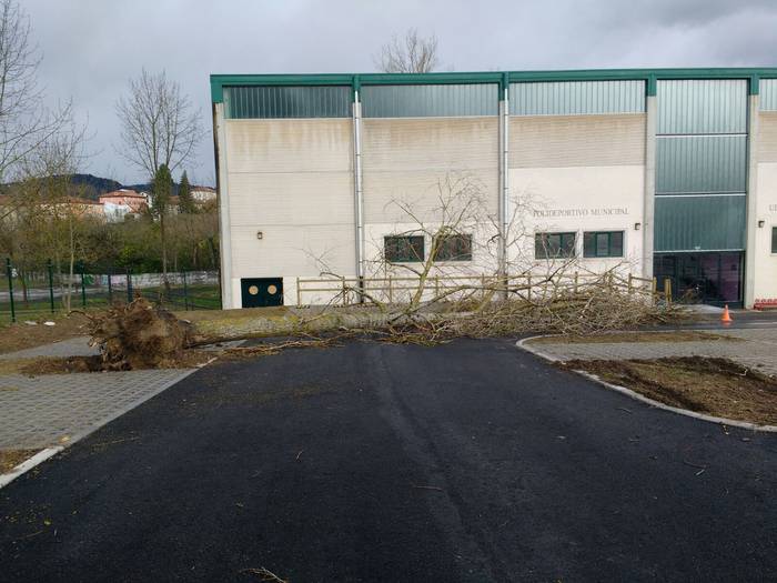 Zuhaitz eta argi mozketak er 6 1512993516950