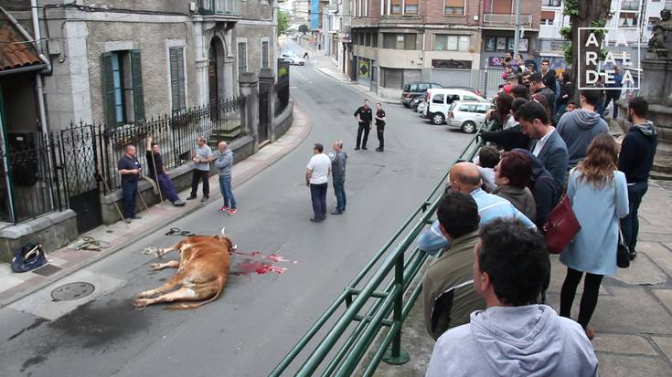 Tiroz hil dute Laudioko kaleetan barrena aske zihoan behia