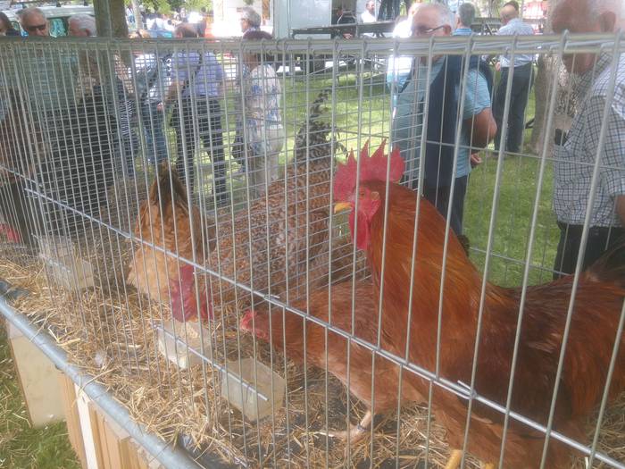 San Isidro Azokak jende ugar 33 1494852238018