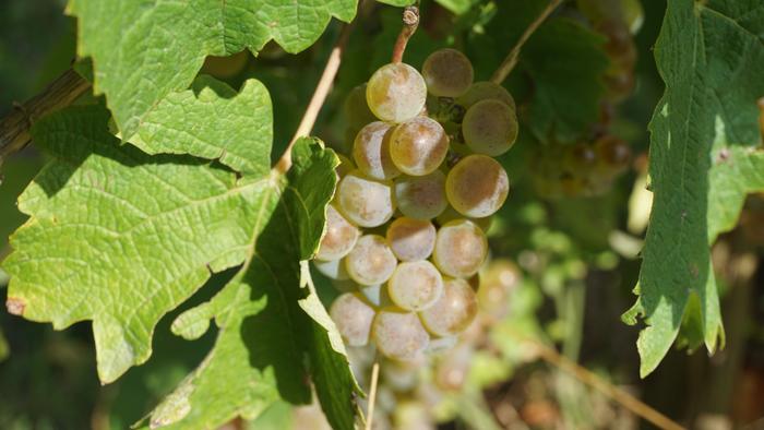 Txakolina Urduñan 9 1759234598721