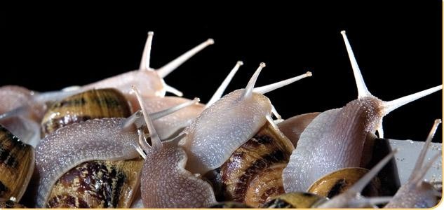 Aiaraldeko berbalagunak: Barraskilo ekologikoen granja bisitatuko dugu