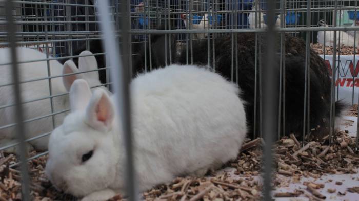 Abere eta trikitixa doinuak  38 1507484841263