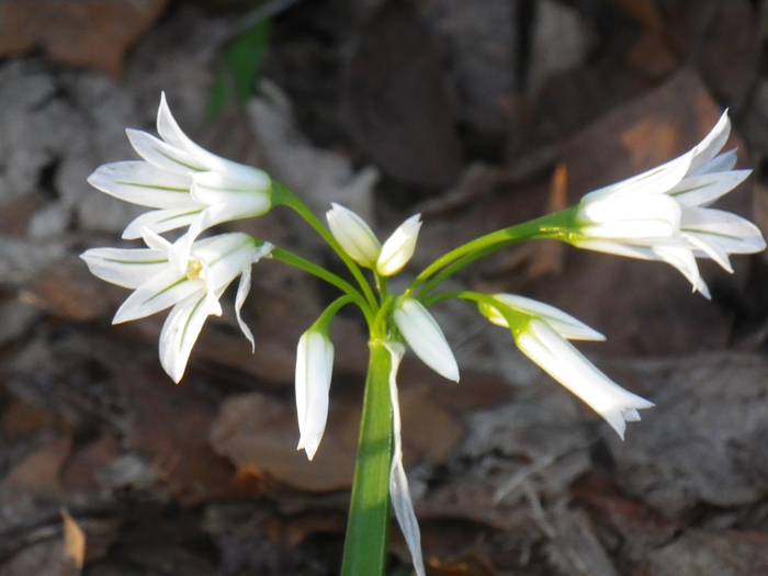 Agur esan baino arinago... 9 1523298210169