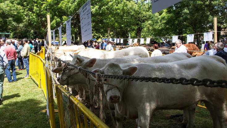 San Isidro azokak jai giroa eta abeltzaintza uztartuko ditu Arespalditzan