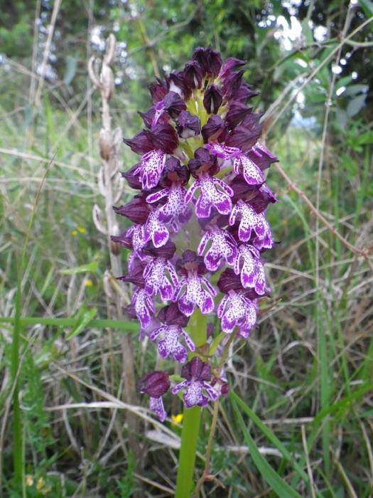 [KOMUNITATEA] Larrañoko orki 11 1498768654119