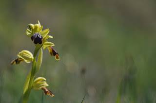 Itzultzeak 19 1619015041824