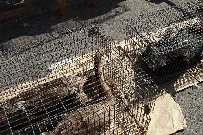 Dolumin Barikuak eta Korrika 16 1491597273658