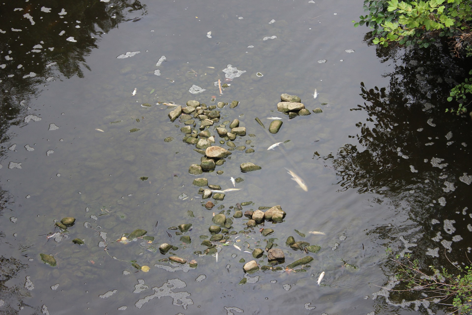 URAk adierazi du oxigeno faltak hil zituela arrainak, baina azterketa zehatzagoak egingo ditu