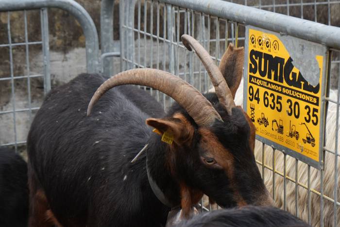 Euriak ez du zapuztu Dolumin 22 1774623122970