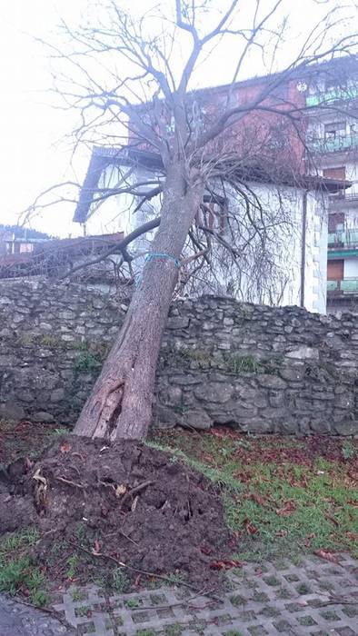 Zuhaitz eta argi mozketak er 2 1512993487437