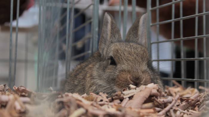 Abere eta trikitixa doinuak  8 1507484594292