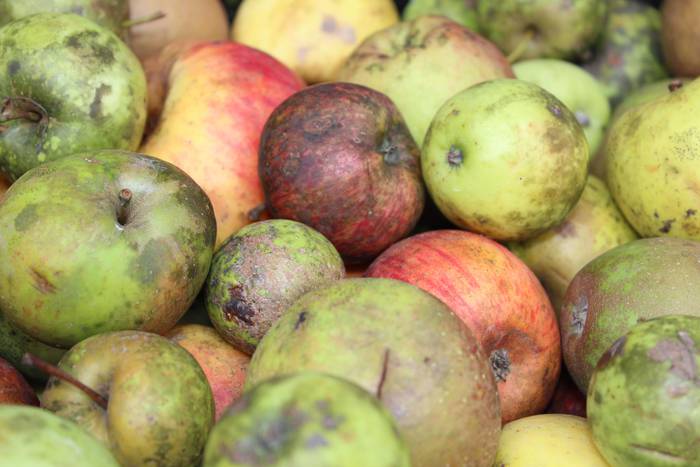 Laudioko Sagar Eguna 36 1509300033409