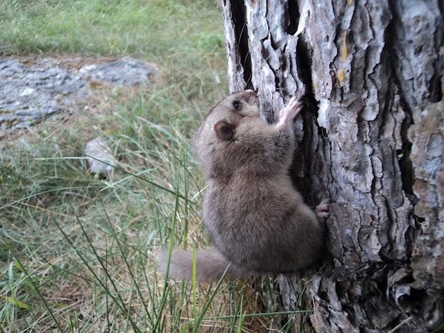 Aiaraldeko naturaren inguruko Naturayala blogak zortzi urte bete ditu