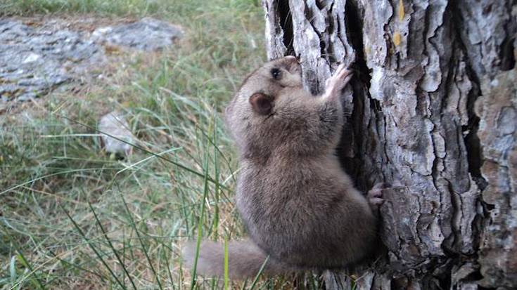 Aiaraldeko naturaren inguruko Naturayala blogak zortzi urte bete ditu