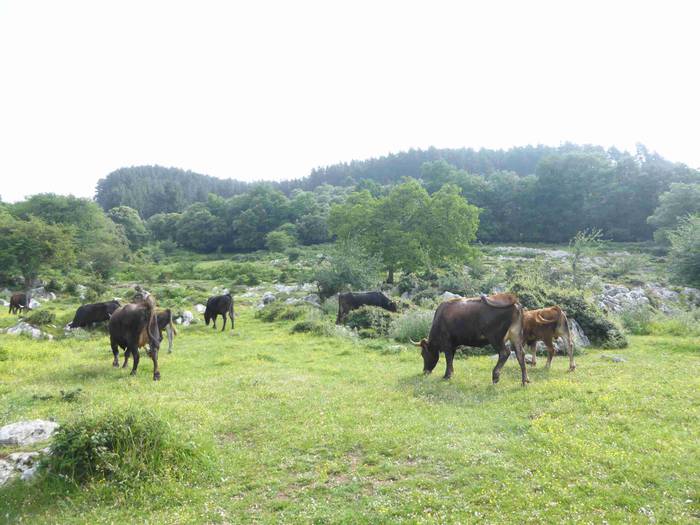 Astelehenerarte luzatu ziren 34 1496394172173