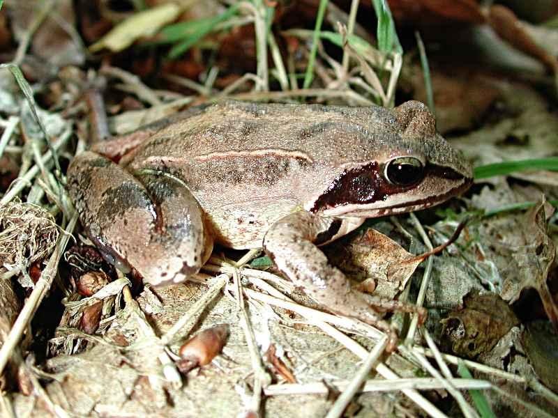 Baso-igel jauzkaria eta beste espezie batzuk babesteko bi hezegune egokituko dira 