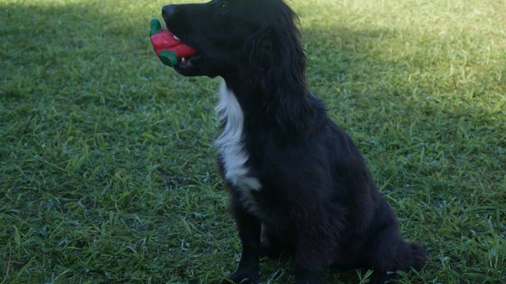 Laudioko Udalak animaliak babesteko eta edukitzeko ordenantza berriaren hasierako fasea onartu du