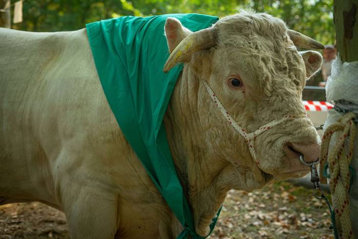 San Rokeko zelaiak bilakatu  4 1755350427754