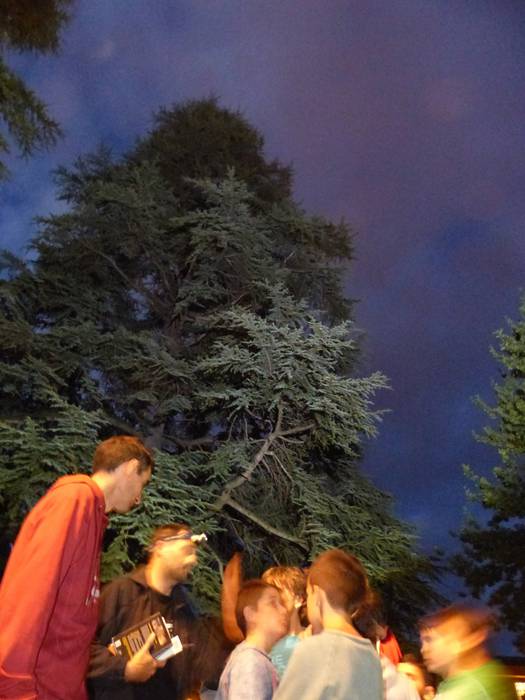 Baratze-saguzarren bila arit 17 1500237218510