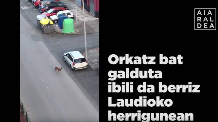 Orkatz bat agertu da berriz Laudioko herrigunean