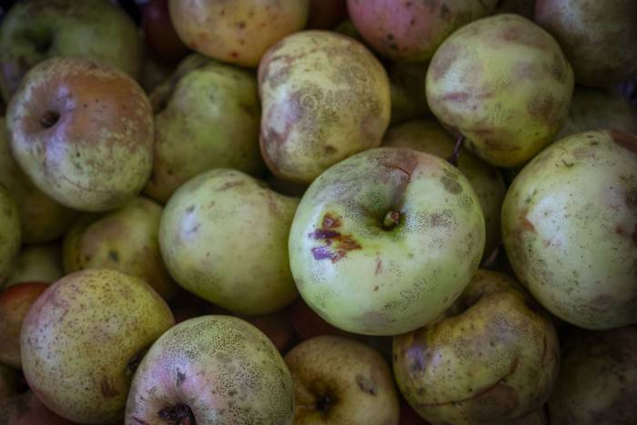 Sagarraren tradizioa plazara 11 1759588489448