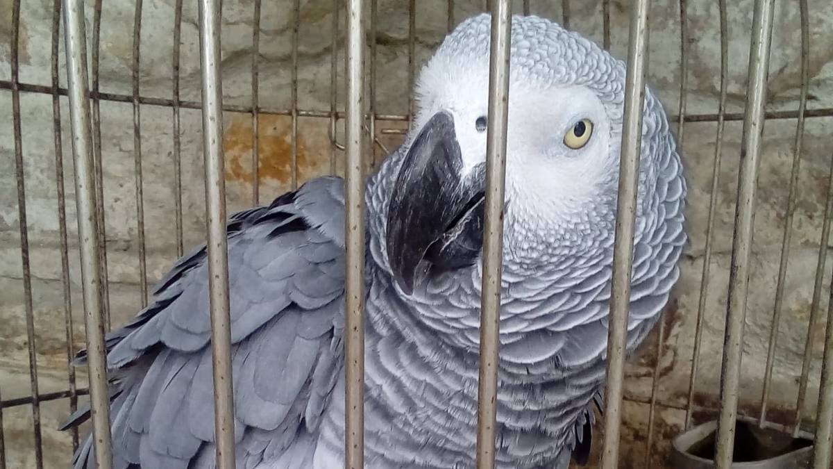 Loro bat lapurtu dutela salatu dute Luiaondon