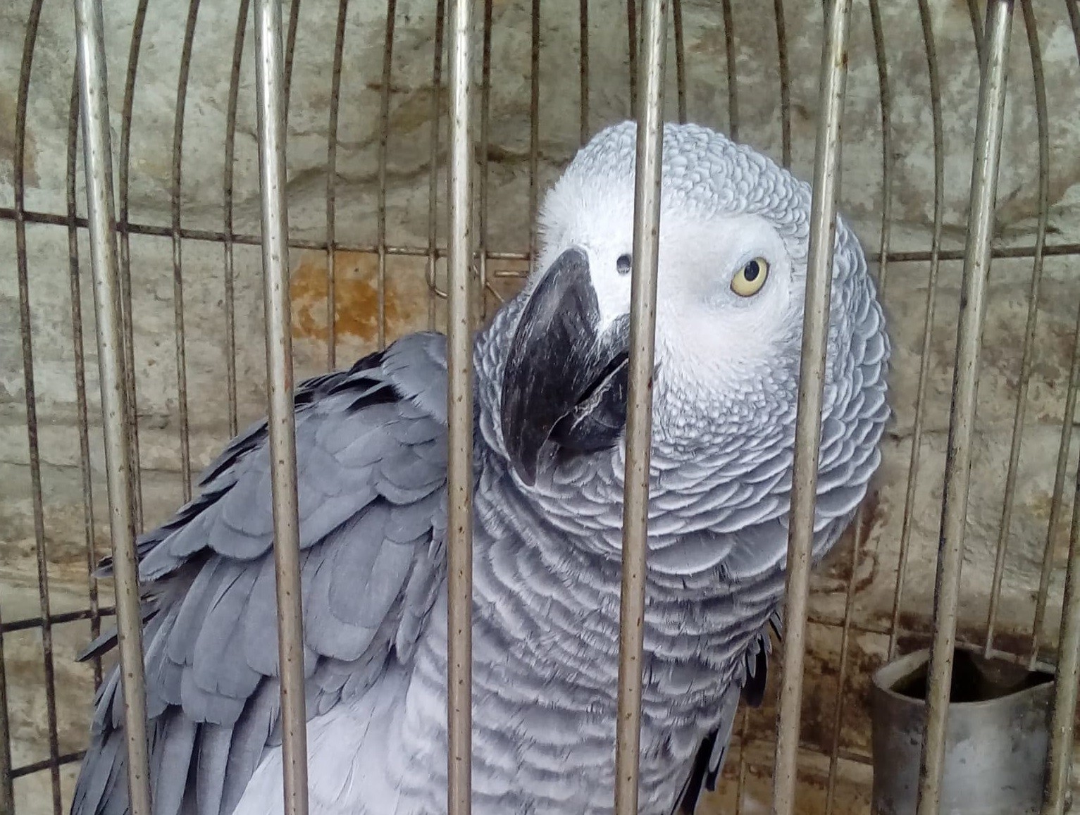 Loro bat lapurtu dutela salatu dute Luiaondon