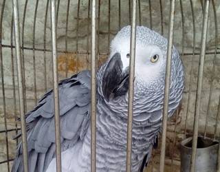 Loro bat lapurtu dutela salatu dute Luiaondon
