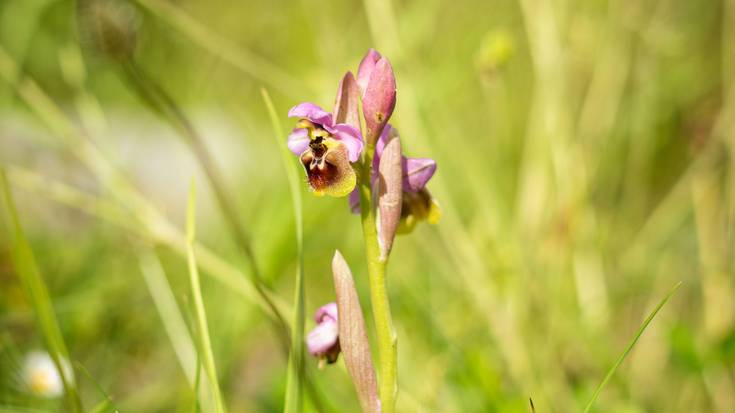 Laudioko orkidea basatiak, altxor biologikoa