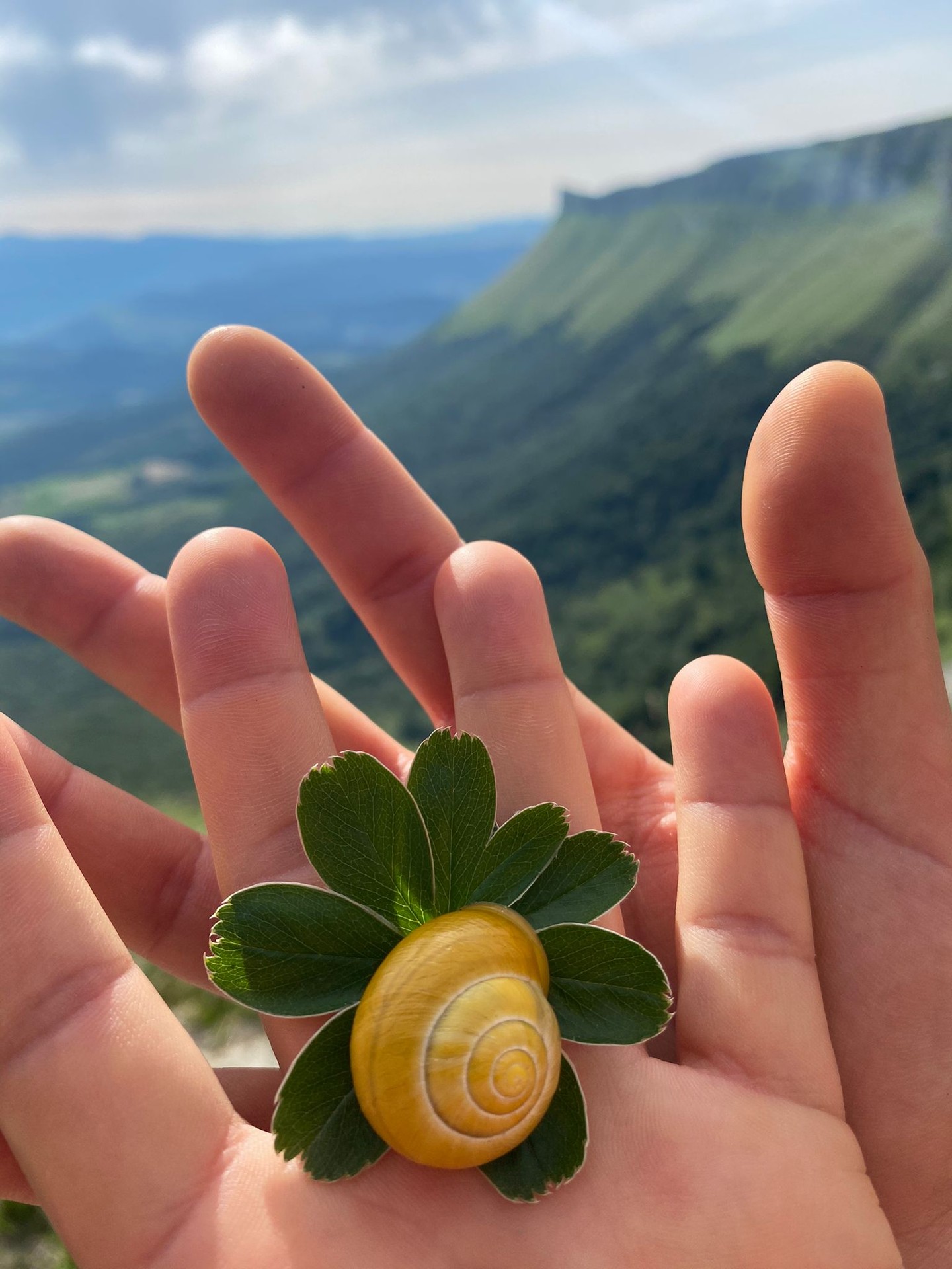 Gorobeletik