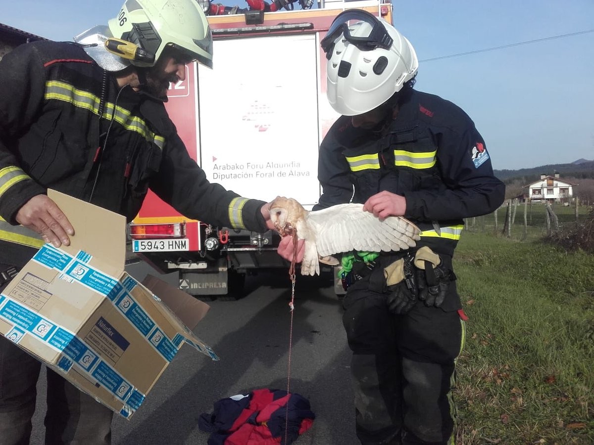 Elektrizitate kable bati lotuta geratu den hontz bat erreskatatu dute suhiltzaileek