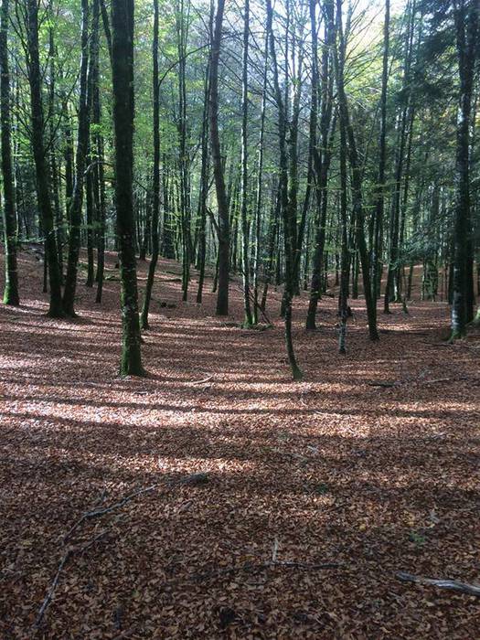 Iratiko basoan egon da asteb 7 1509432772838