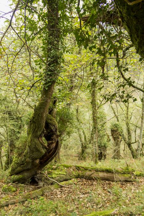 Jai giroa mendira igo dute O 40 1509352268278