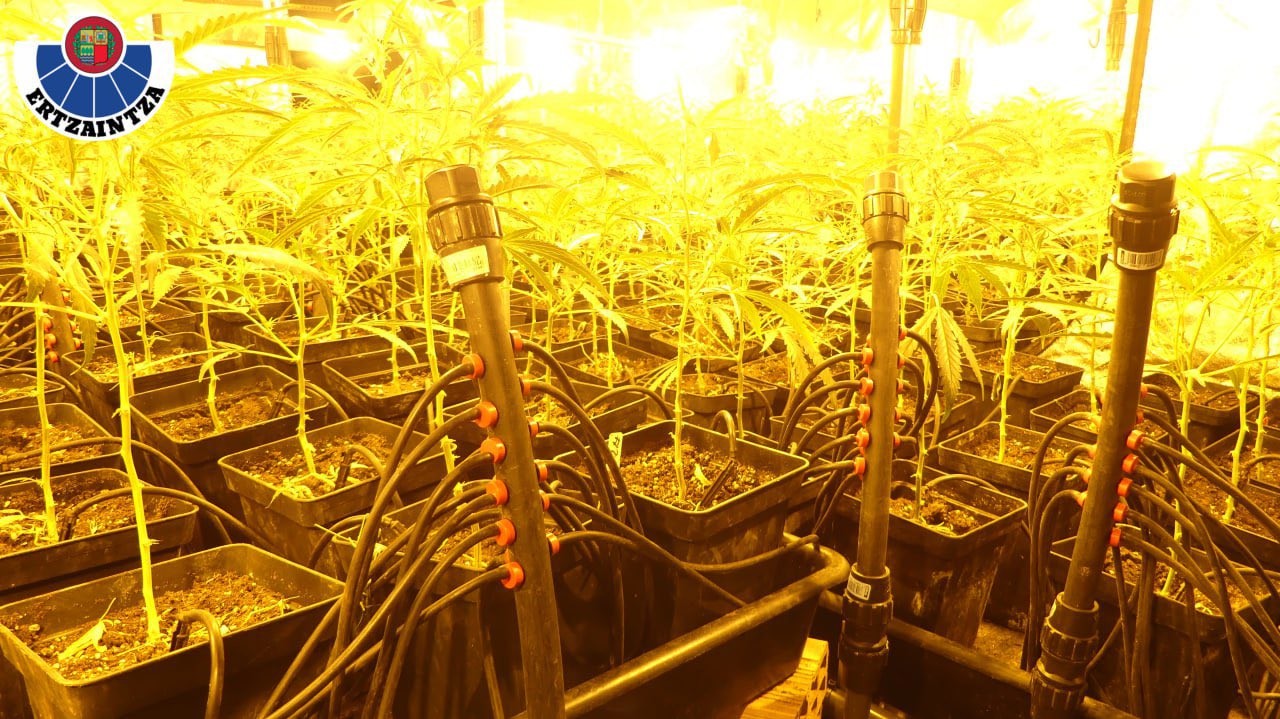 EAEn inoiz atzeman duten marihuana ekoizle handienak izatea leporatu die Ertzaintzak Amurrion pabiloi bat zuten hiru gizonezkori