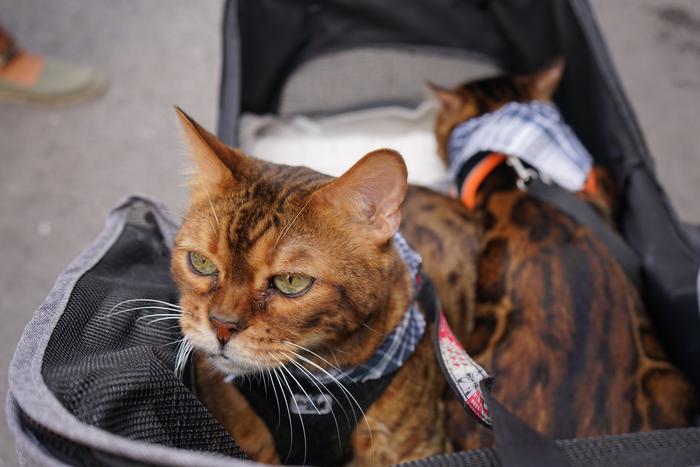 Baserritar Eguneko saltokiek 20 1756468954804