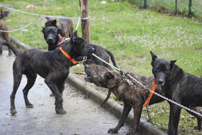 Baserri Azoka egin dute Okon 21 1521978790265