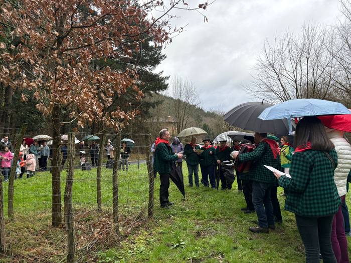 Gernikako zuhaitzaren kimua  30 1770844258723