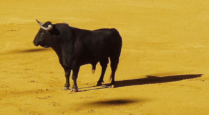 Zezenketen aurkako manifestazioa egingo dute igandean