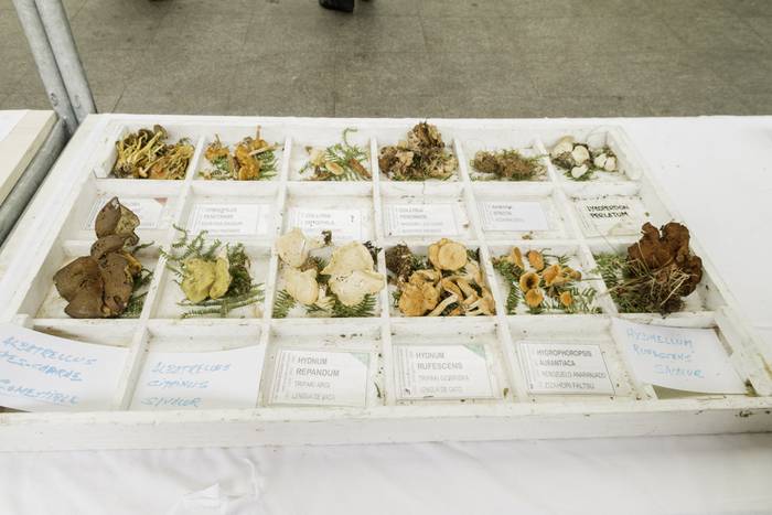 Gastronomia eta mikologia uz 9 1509955034144