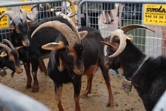 Euriak ez du zapuztu Dolumin 27 1774623141709