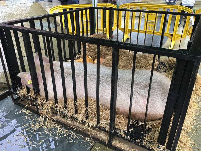 Tomasa XI. sanblasetako prot 3 1517485173012